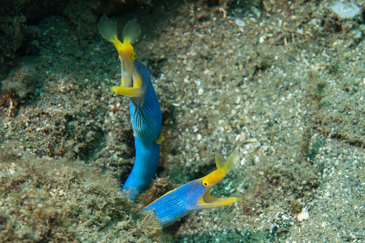 Rhinomuraena quaesita