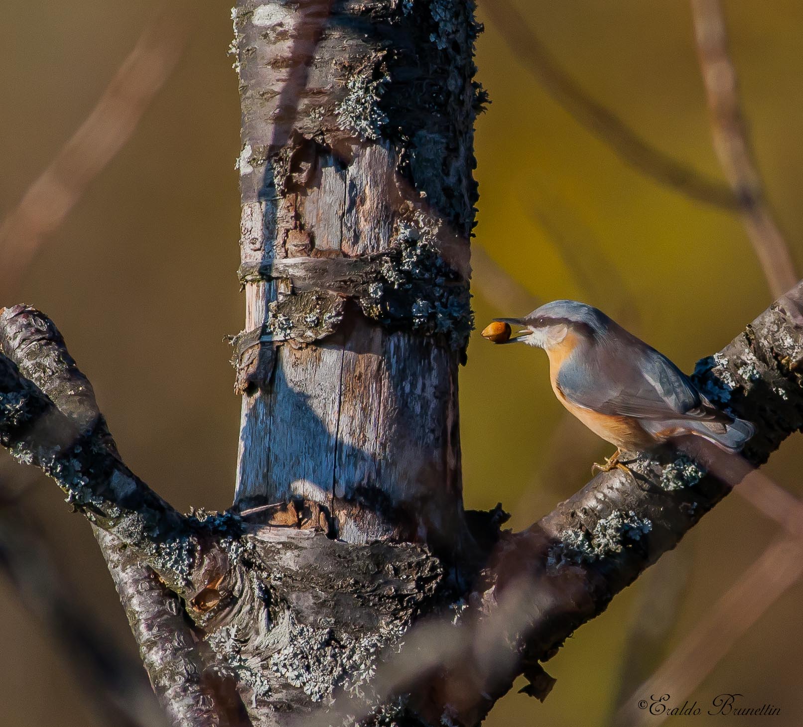 Nuthatch (Sitta europaea)