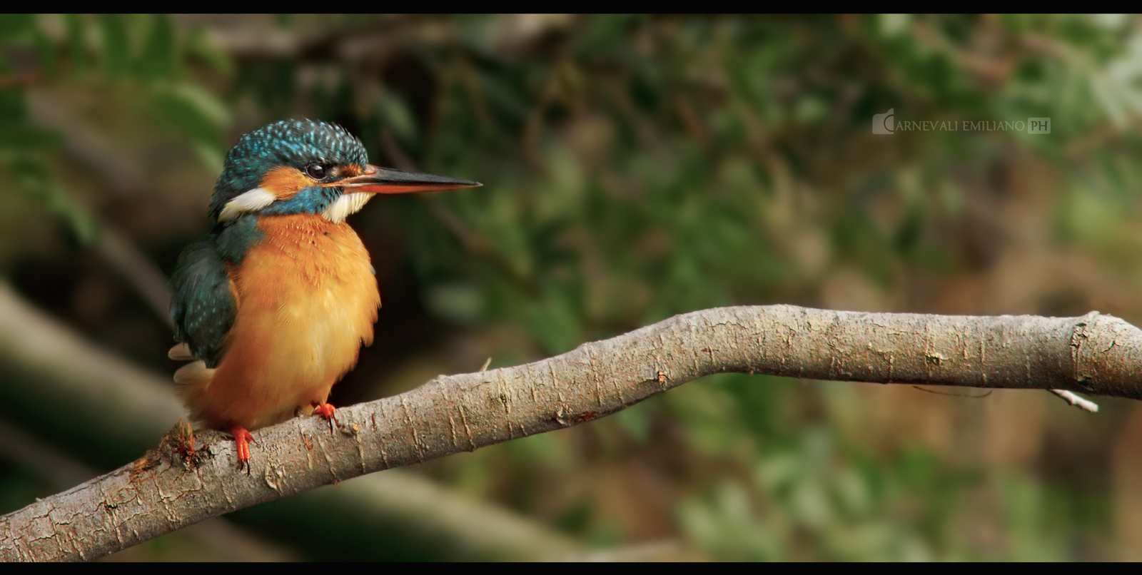 Kingfisher