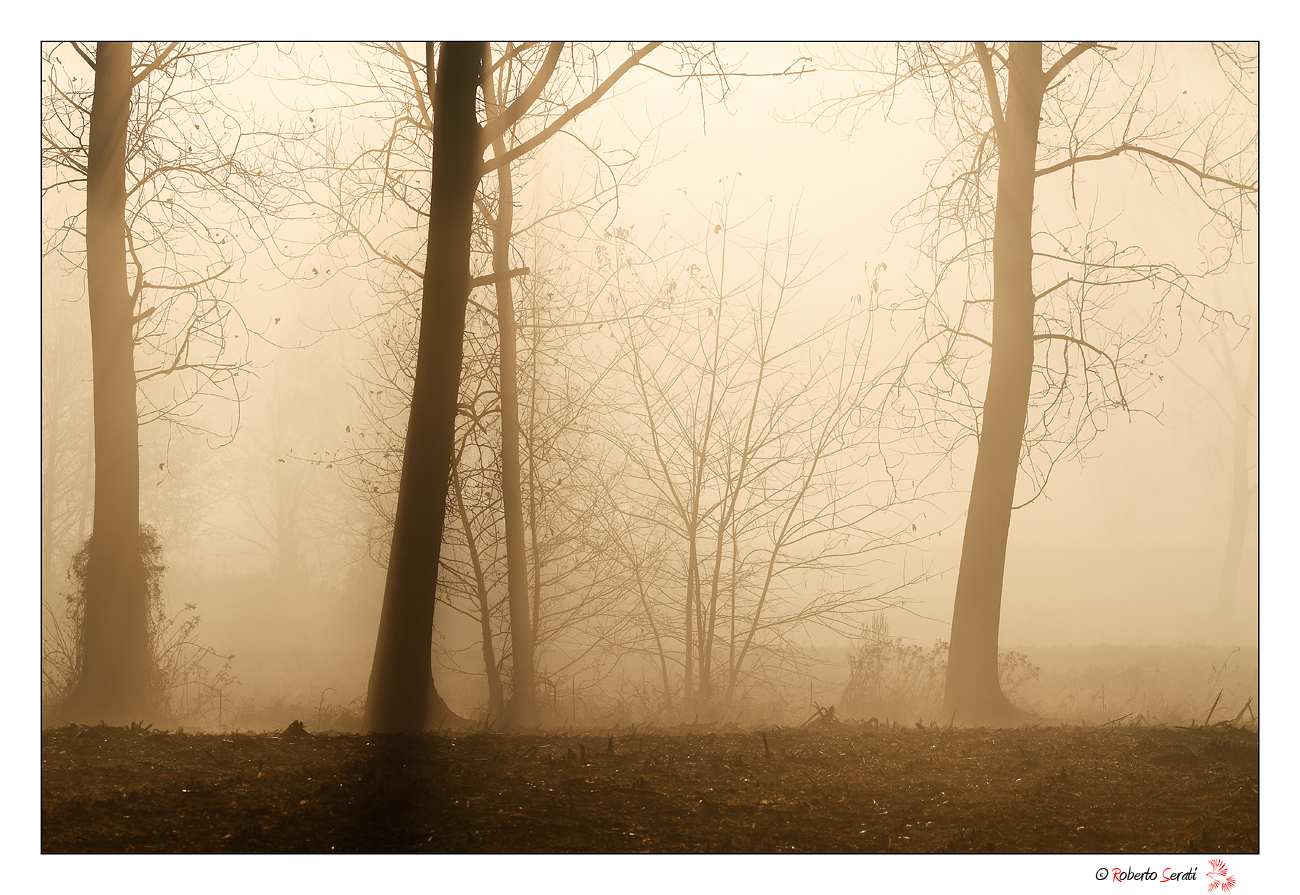 The fog in the forest