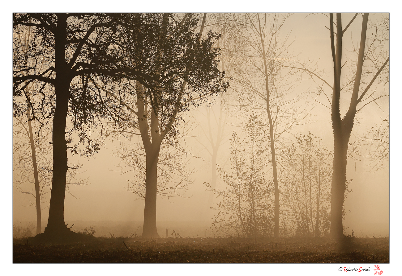 The fog in the forest