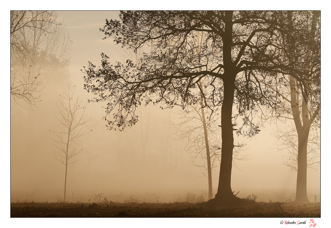The fog in the forest