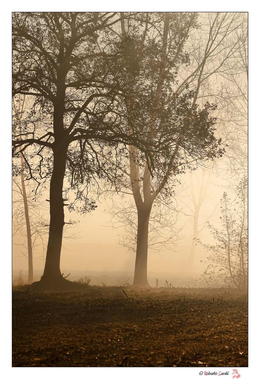 La nebbia nel bosco
