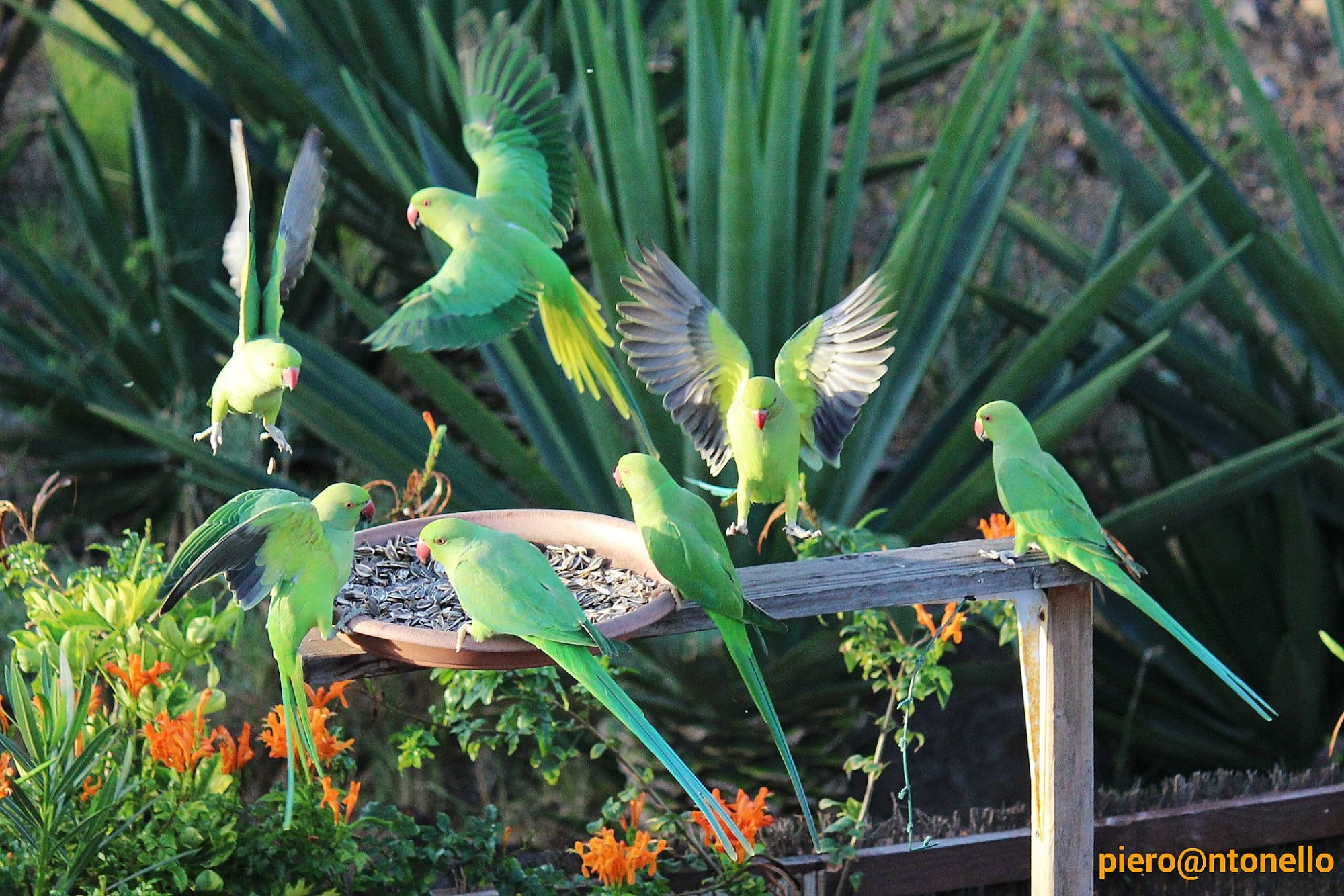 Pappagalli a colazione