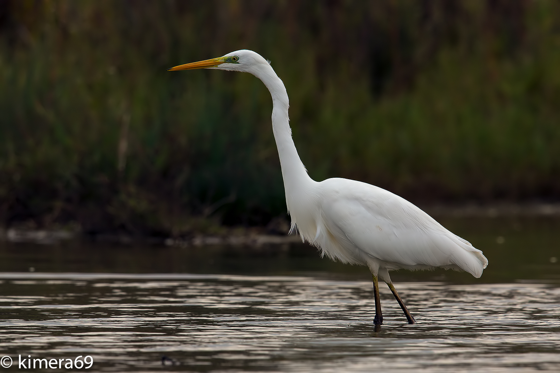 Ardea Alba