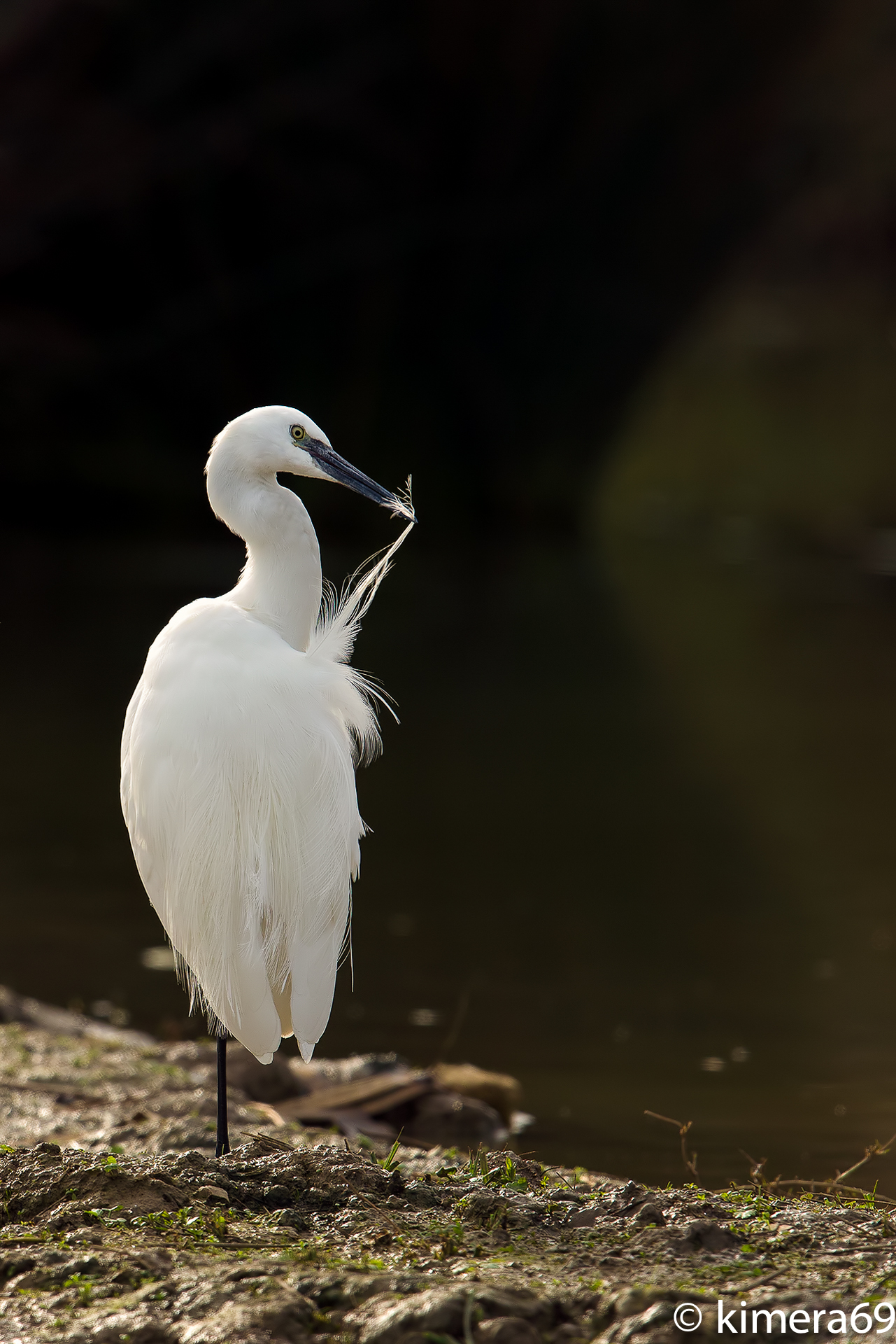 Little Egret Egretta
