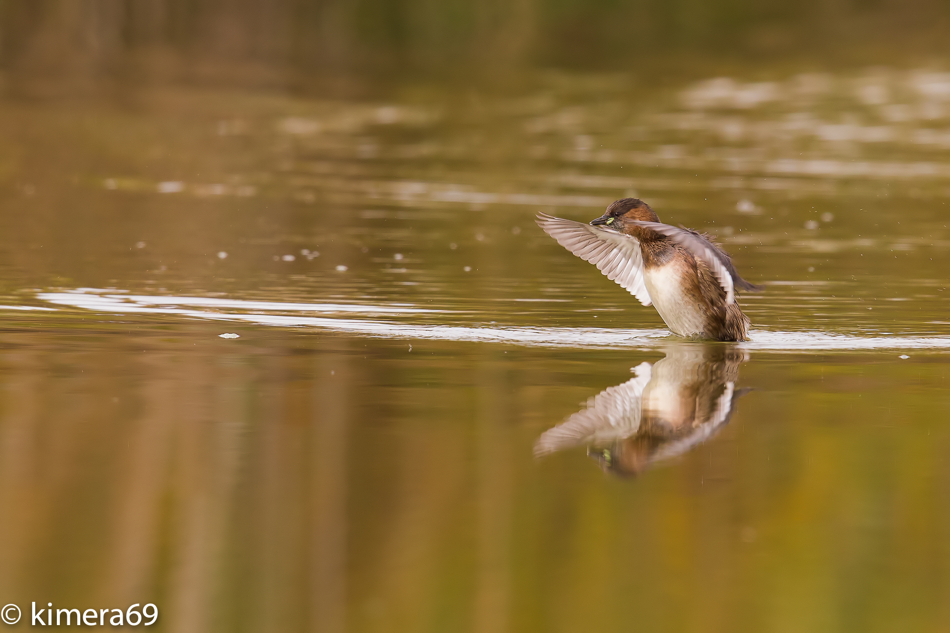 Tachybaptus ruficollis