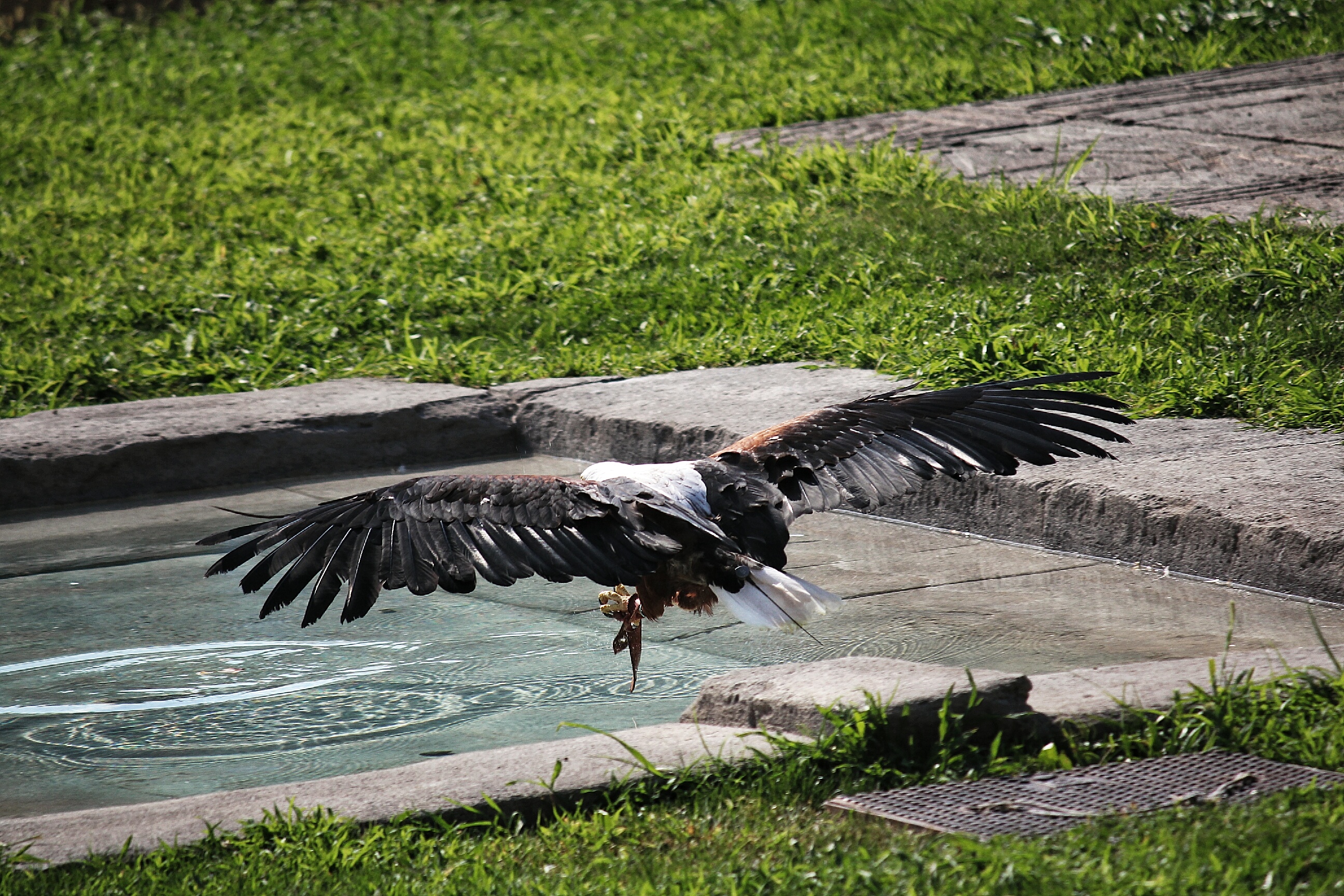 African Eagle zoom zoo (Turin)