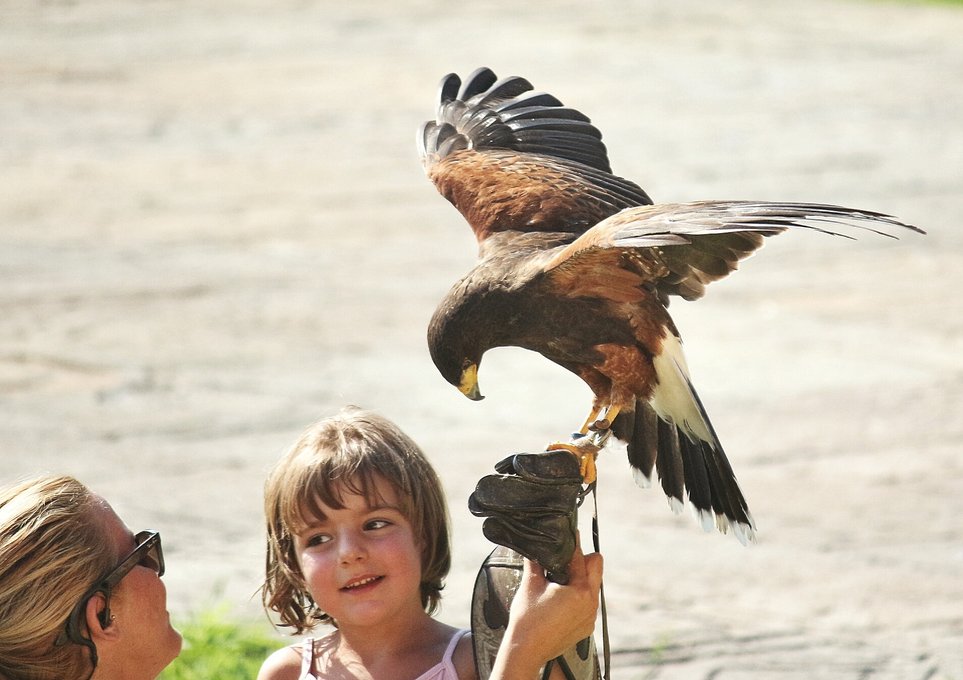 African Eagle zoom zoo (Turin)