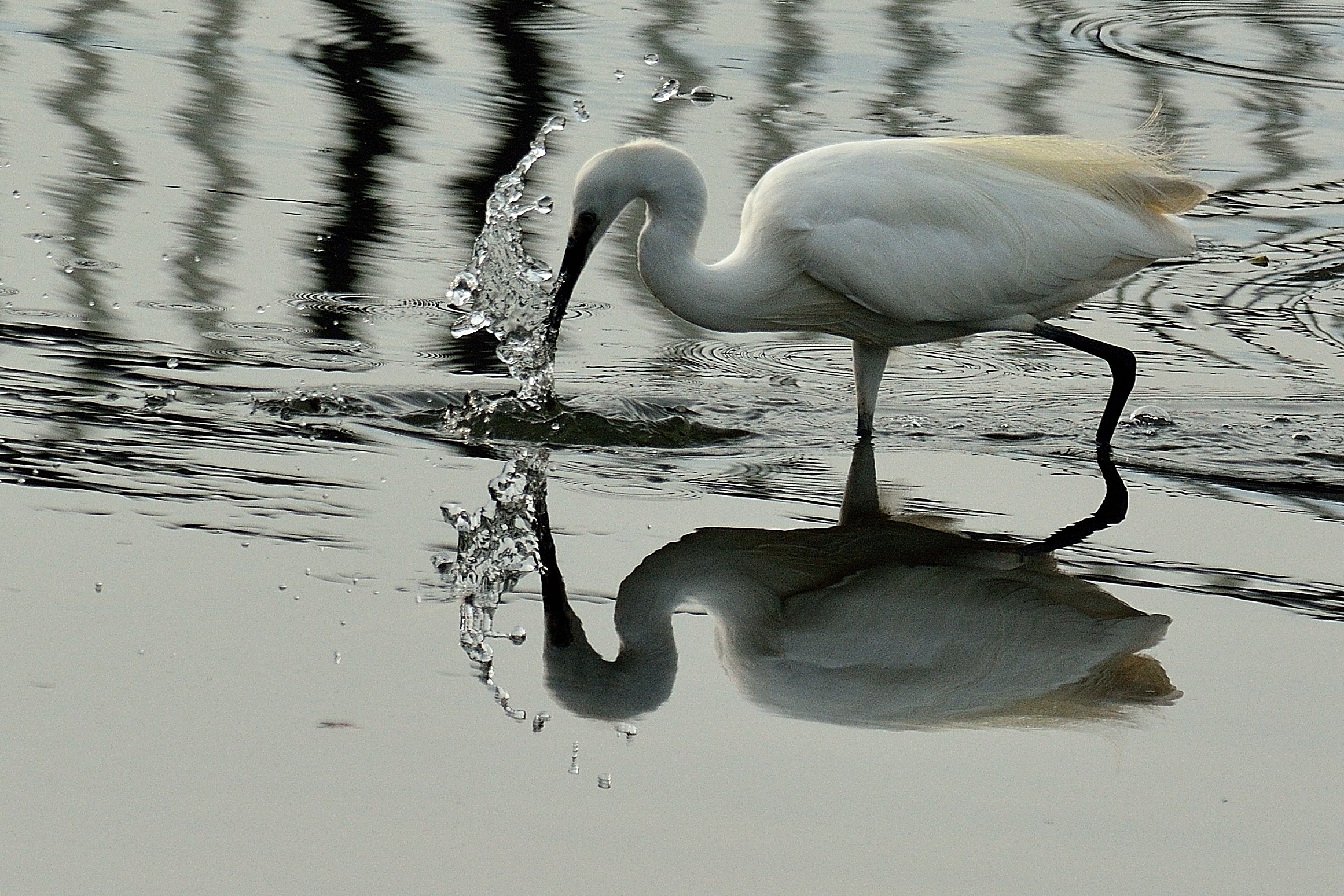 Egret with reflection