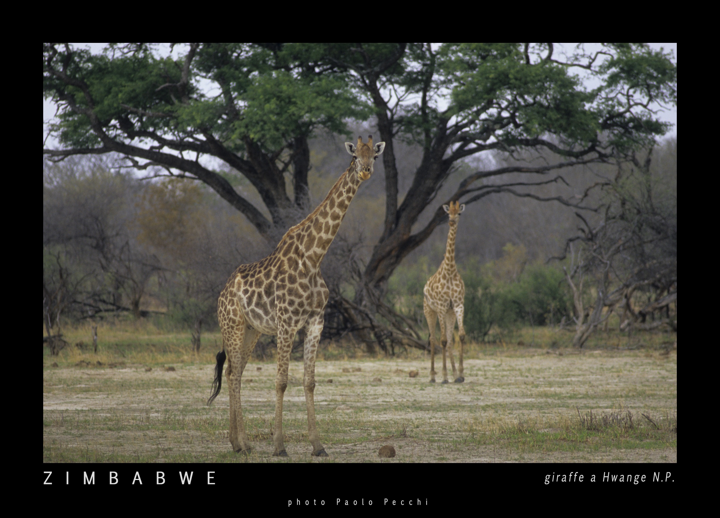 giraffa camelopardalis Hwange Zimbawe