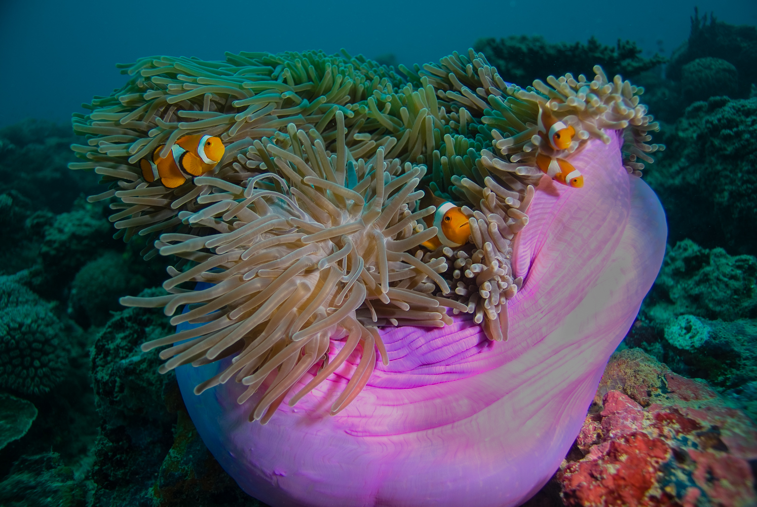 Amphiprion ocellaris