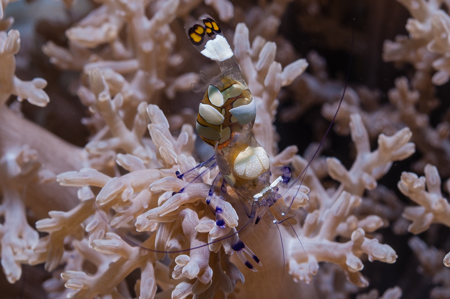 periclemenes brevicarpalis