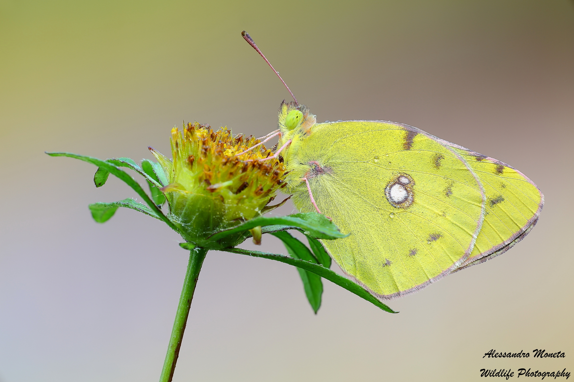 Colias crocea