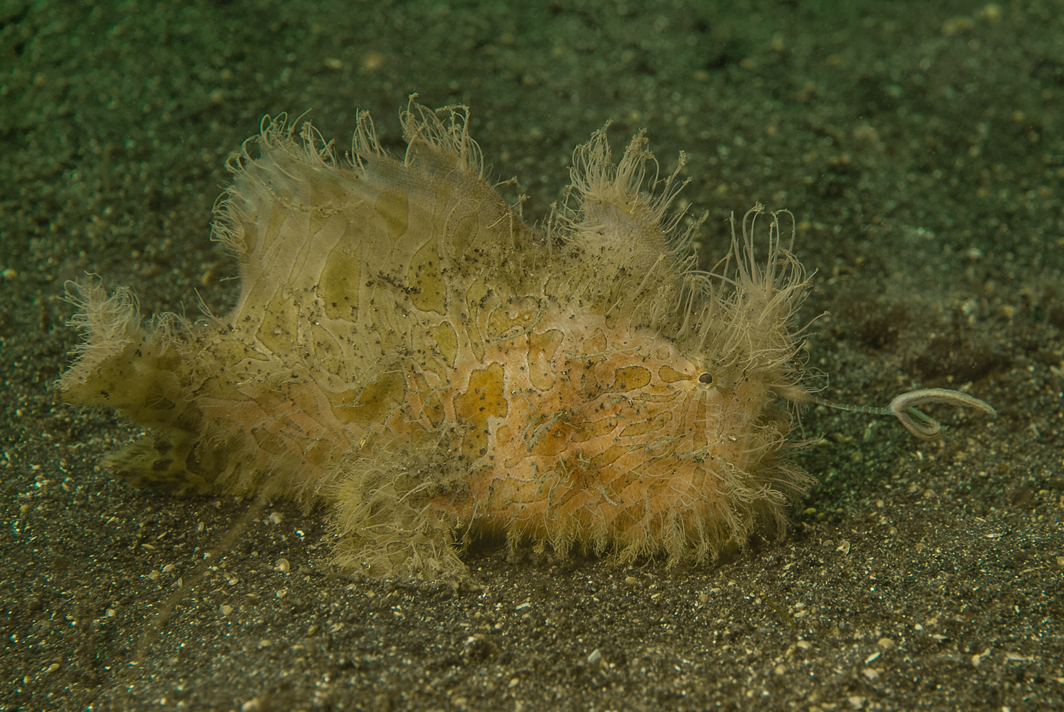 antennarius striatus