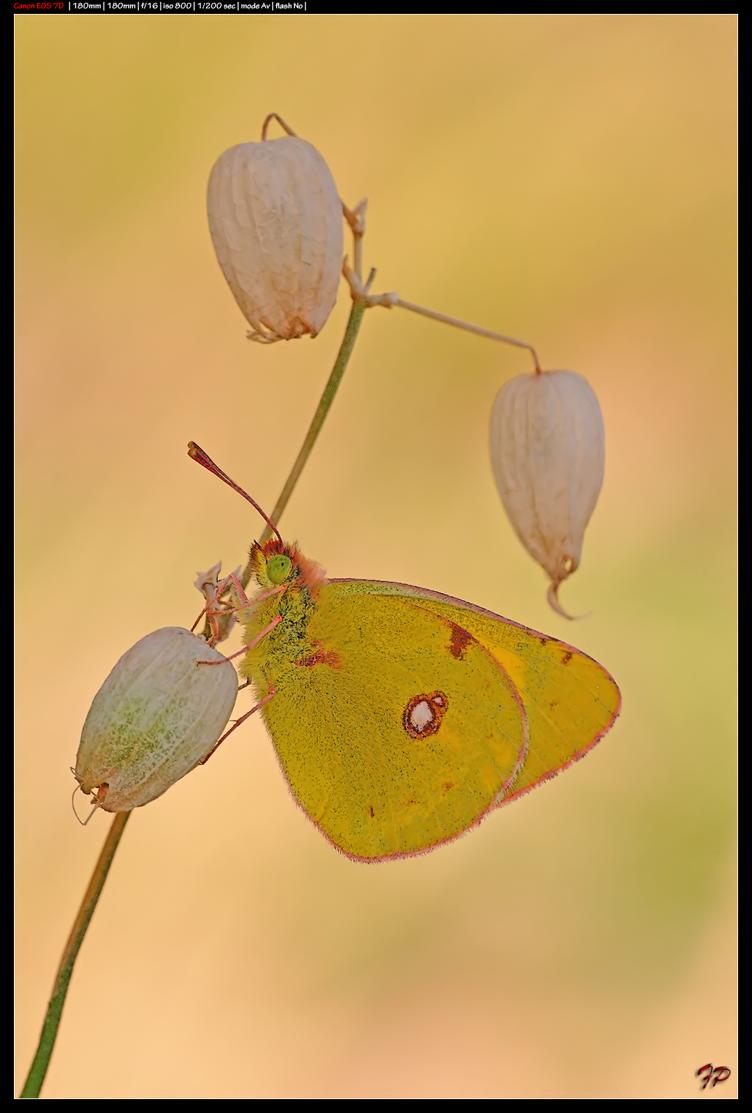 Colias crocea