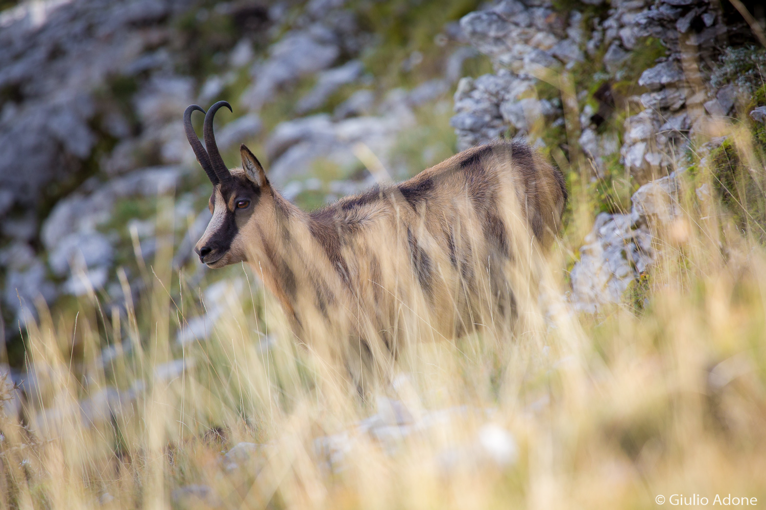 Chamois in Val di Rose
