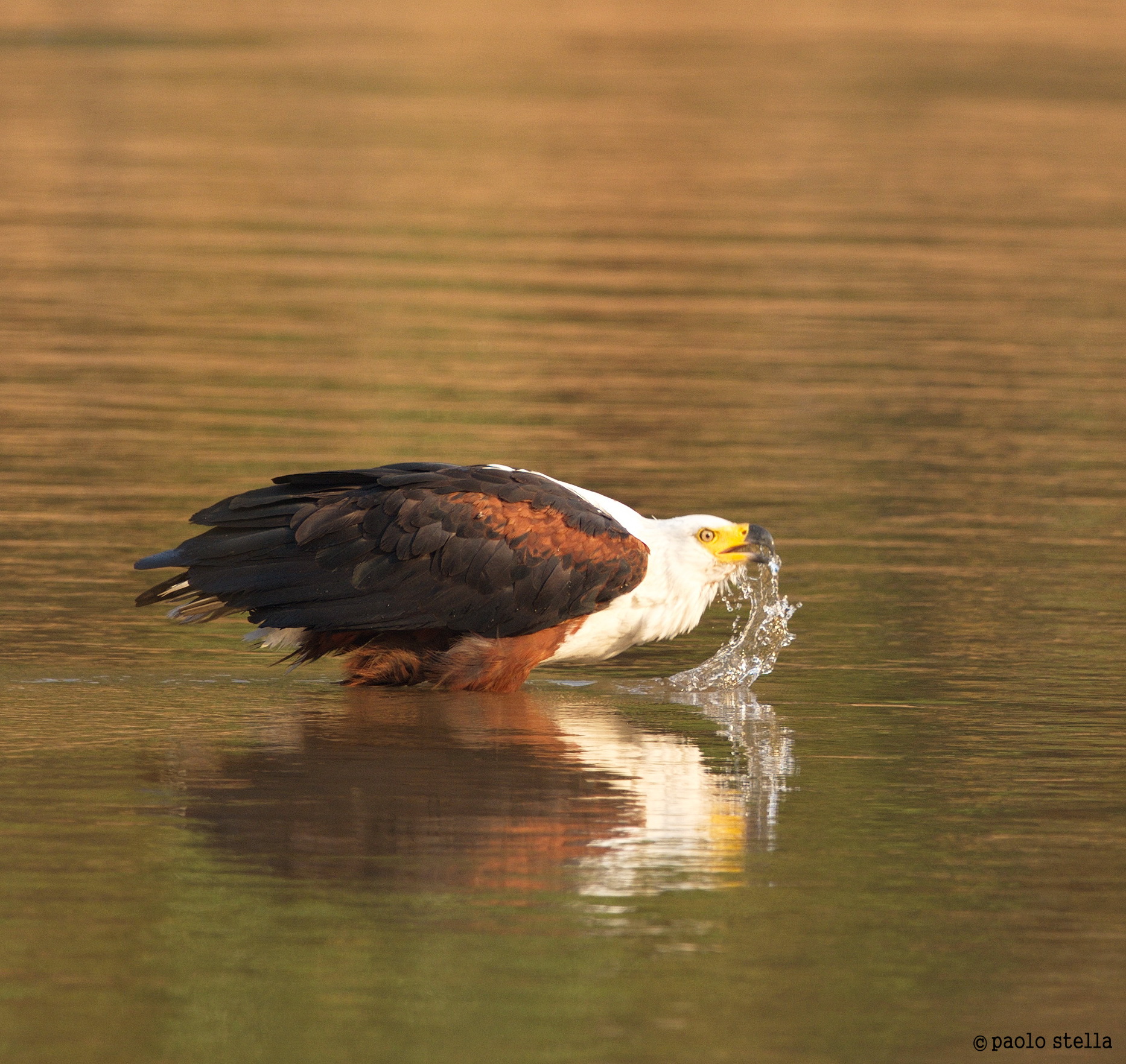 african fish eagle
