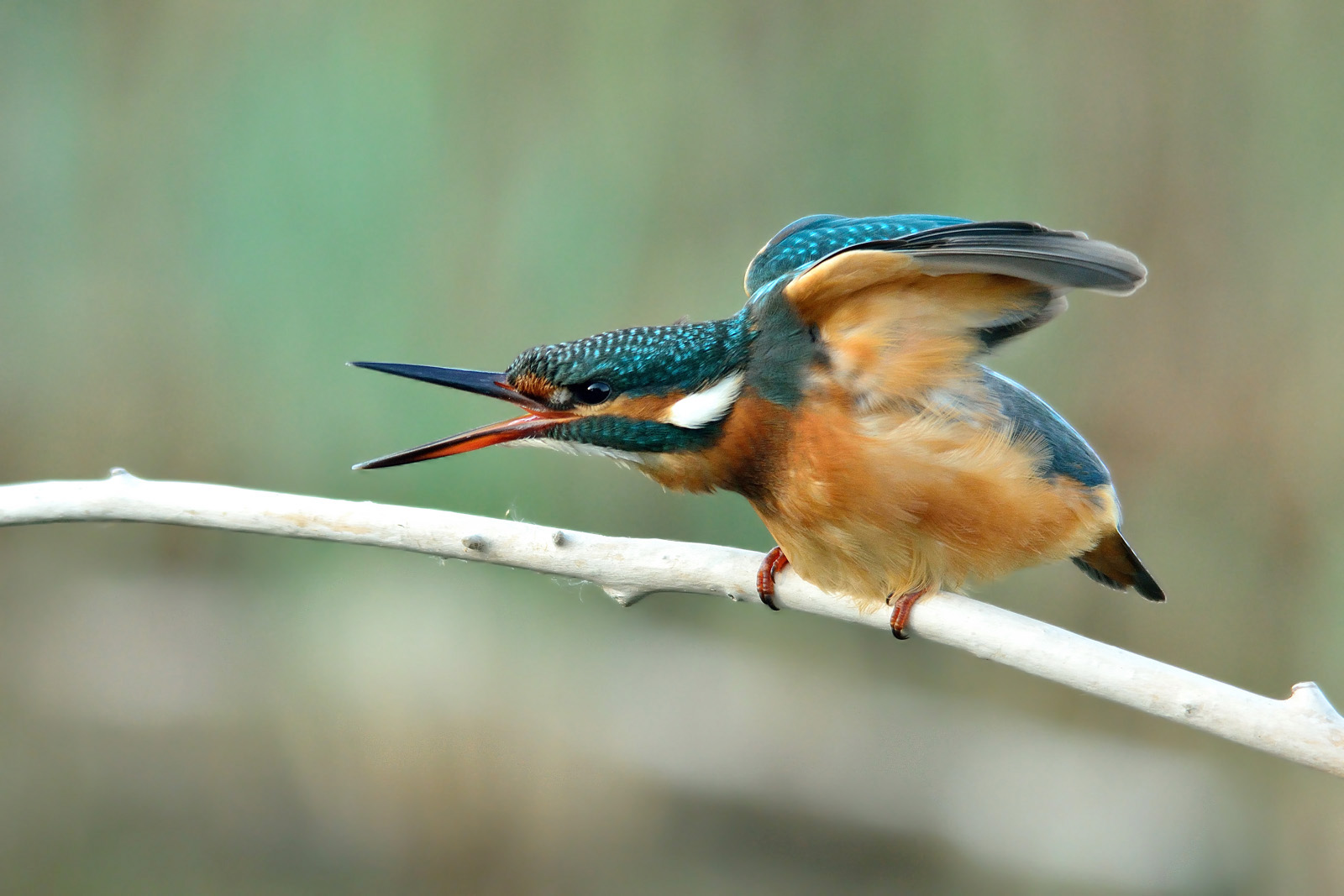 Guai a chi mi tocca il posatoio