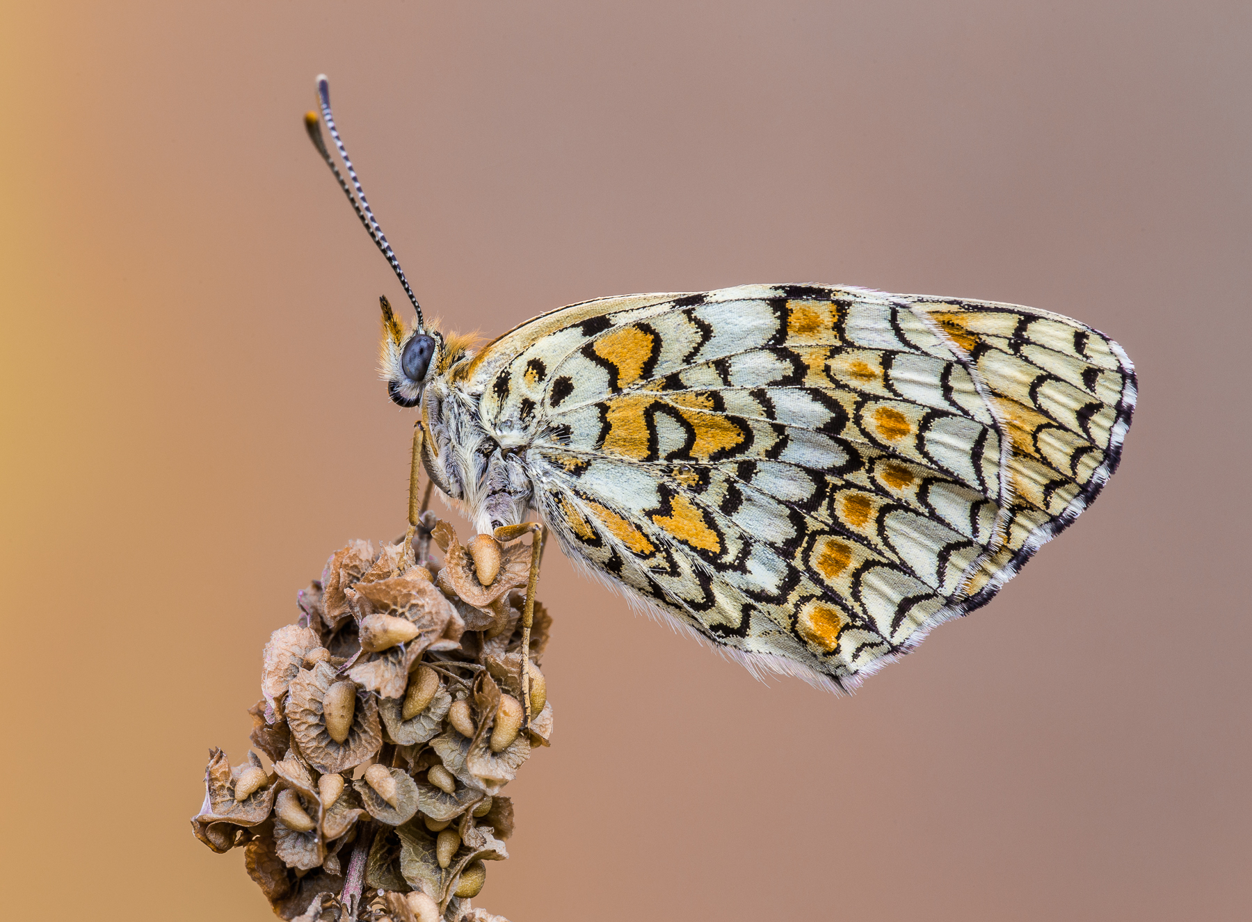 ... la solita ... un classico!