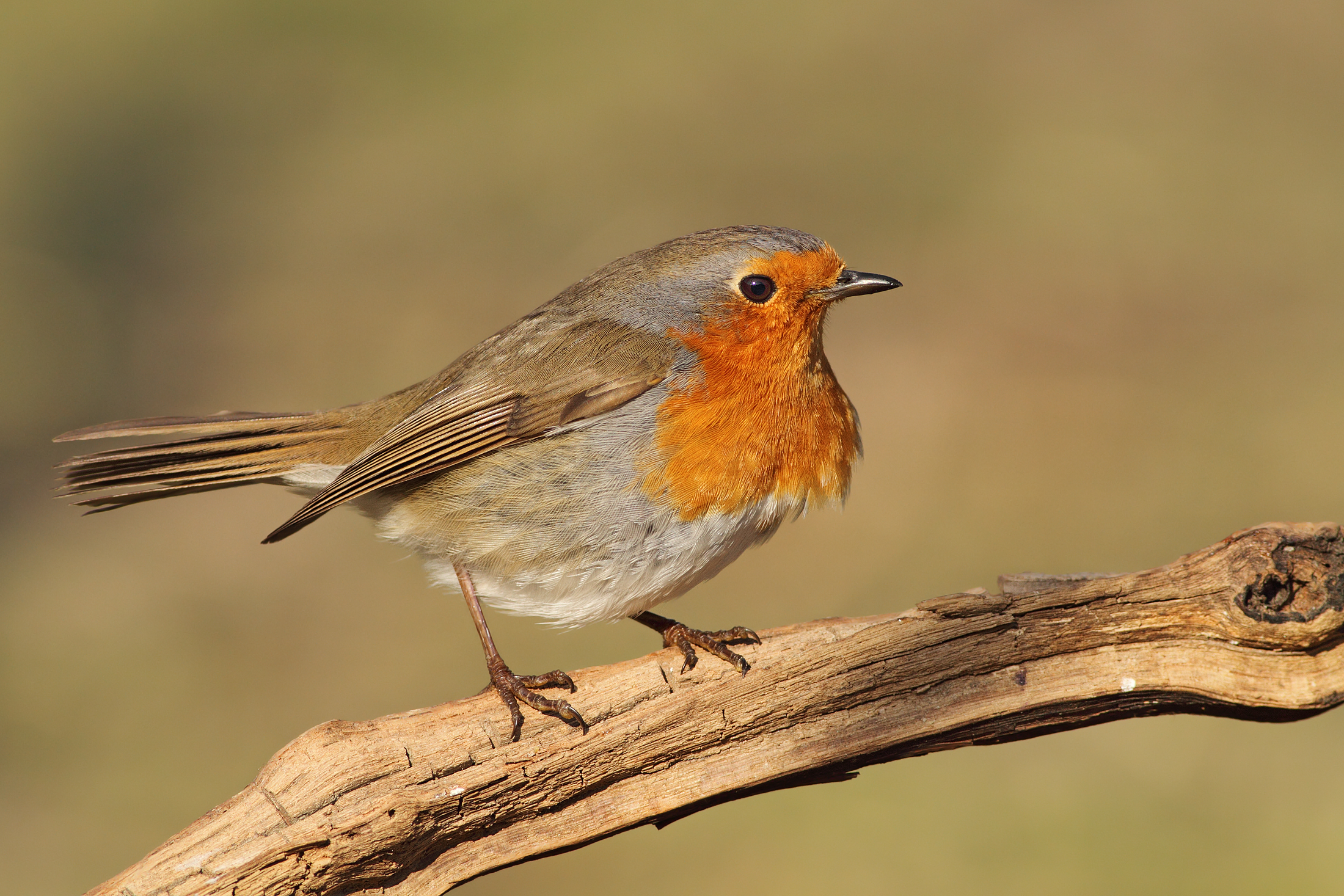 This year is back ........