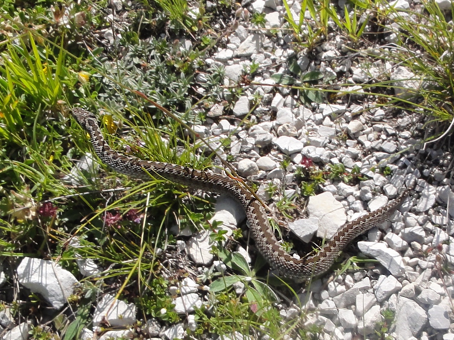 Vipera dell'Orsini a Campo Imperatore