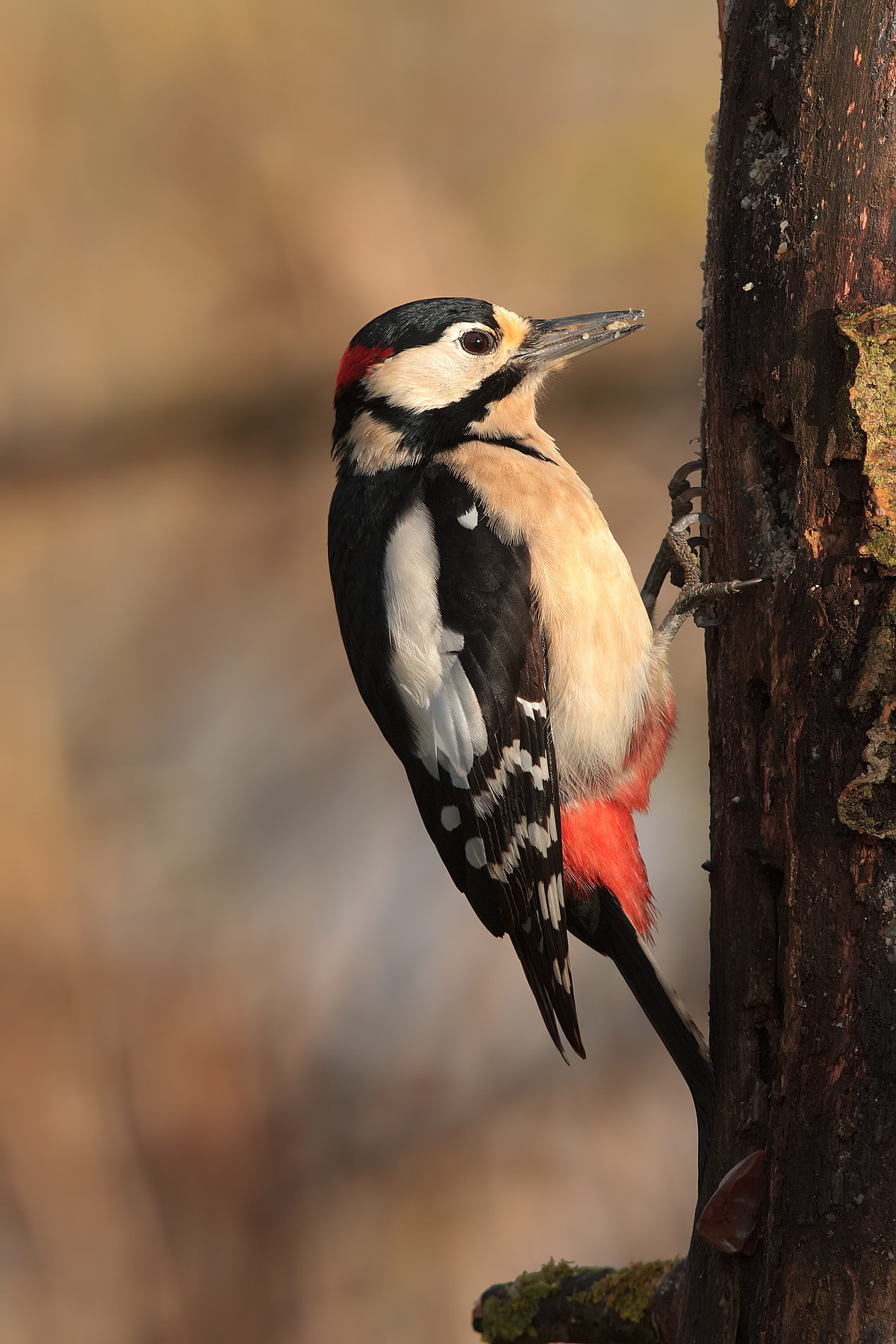Picchio rosso maggiore