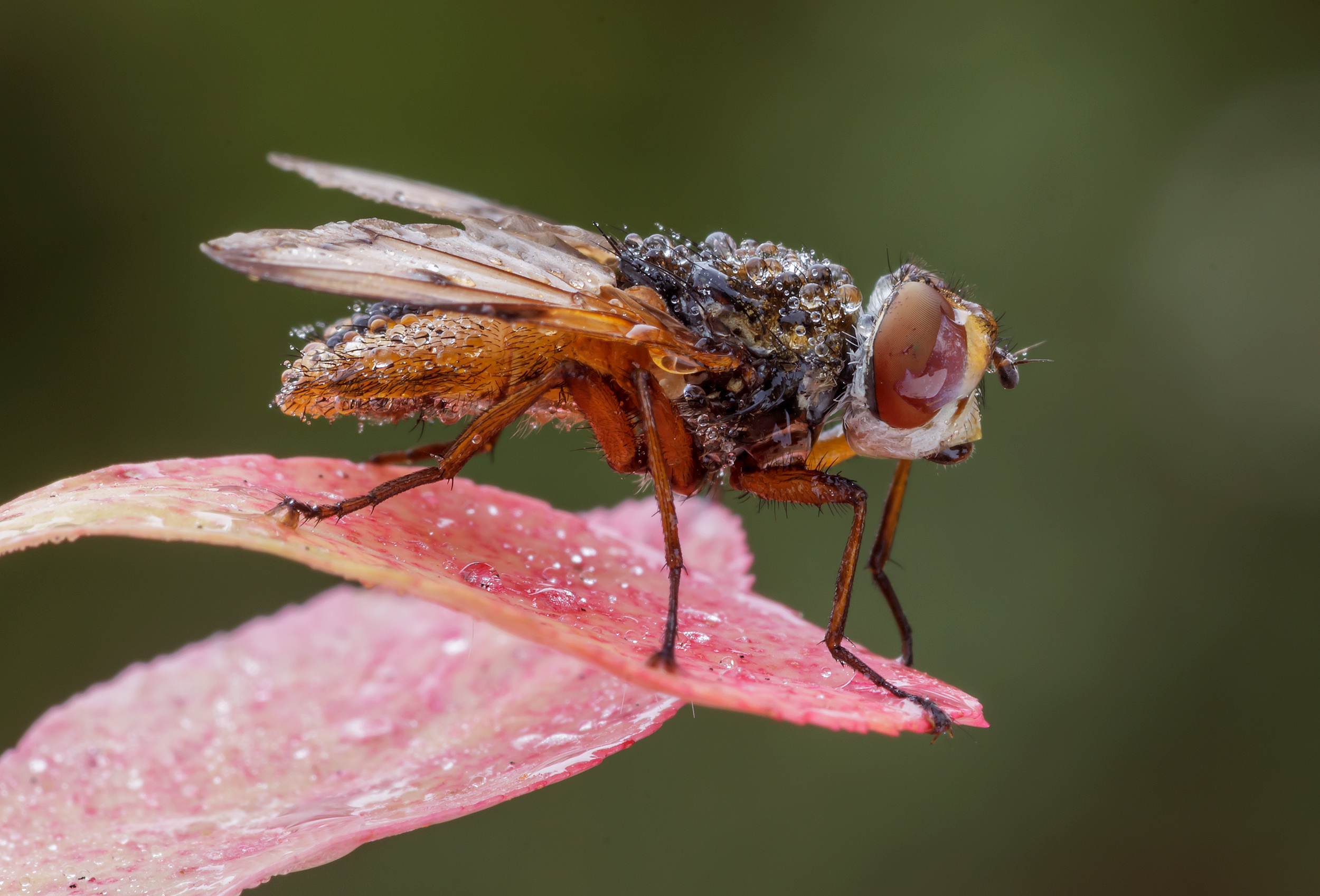 Ectophasia in primo piano...