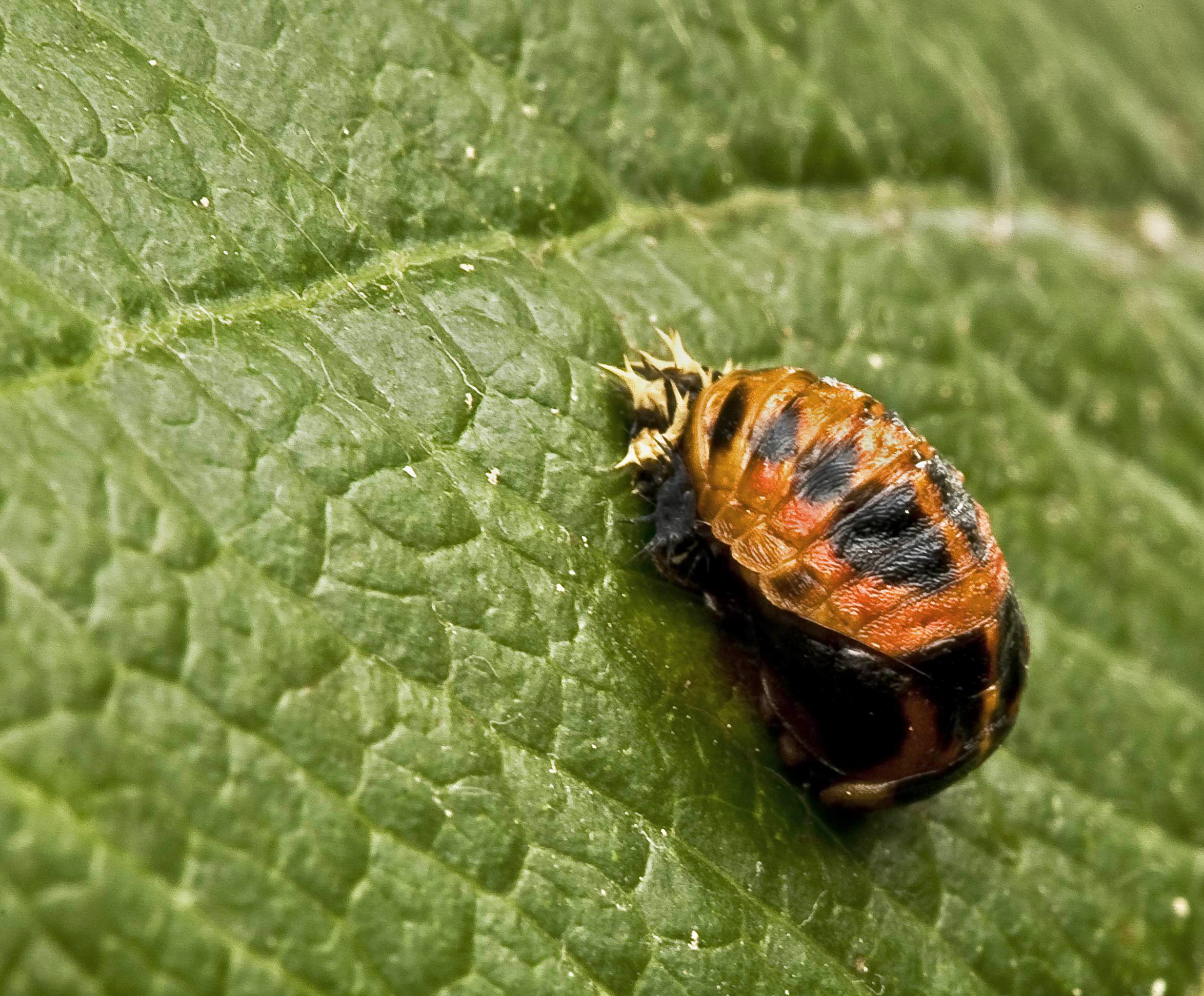 Pupa di coccinellide