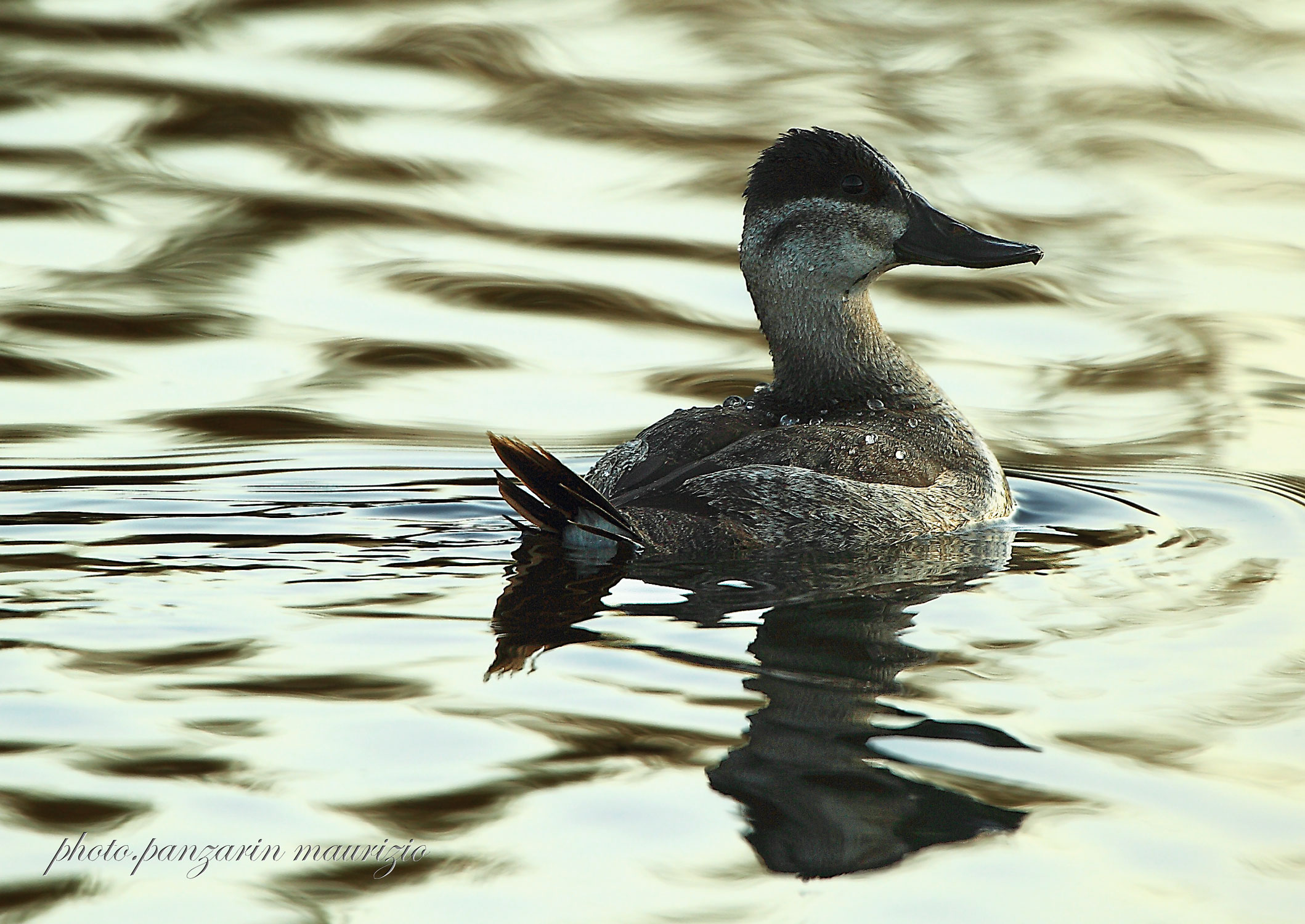 gobbo della giamaica