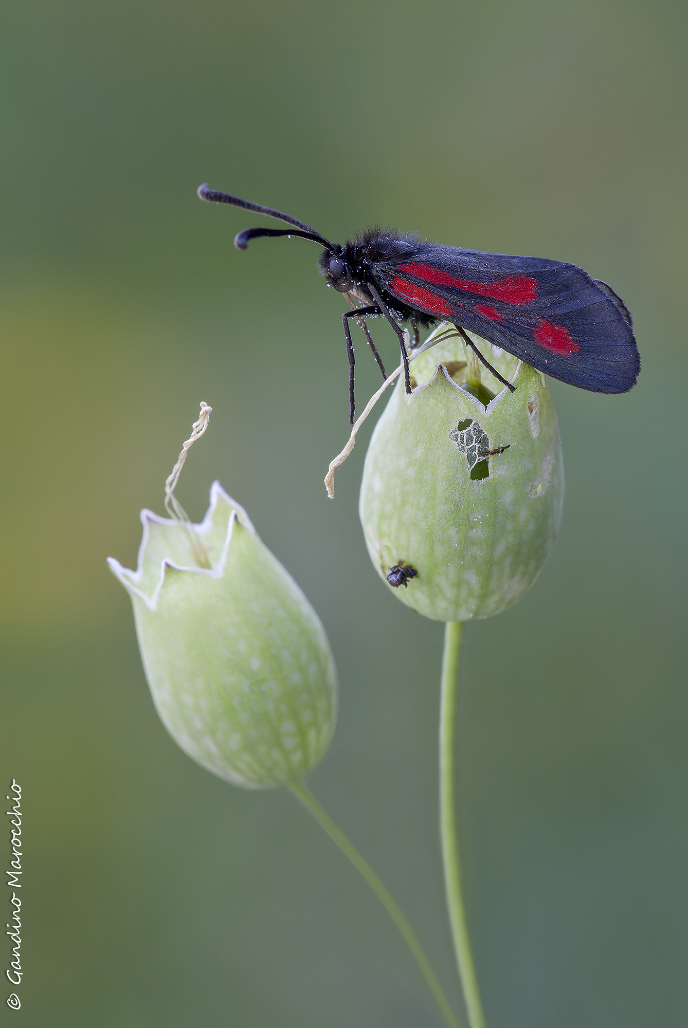 Zygaena trifolii
