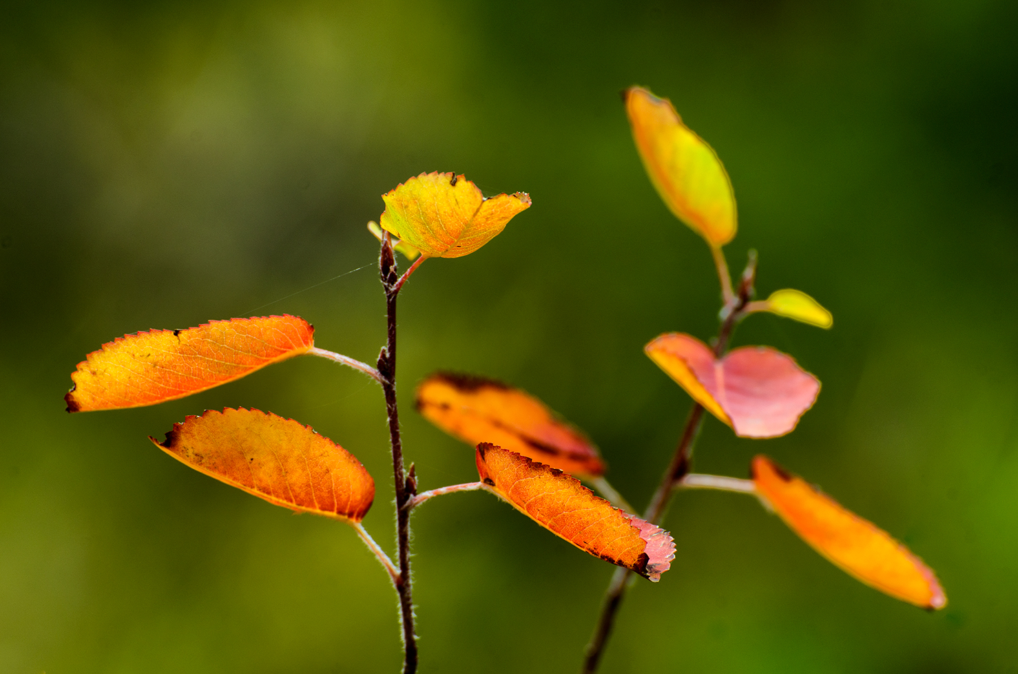 Autunno in val Cimoliana