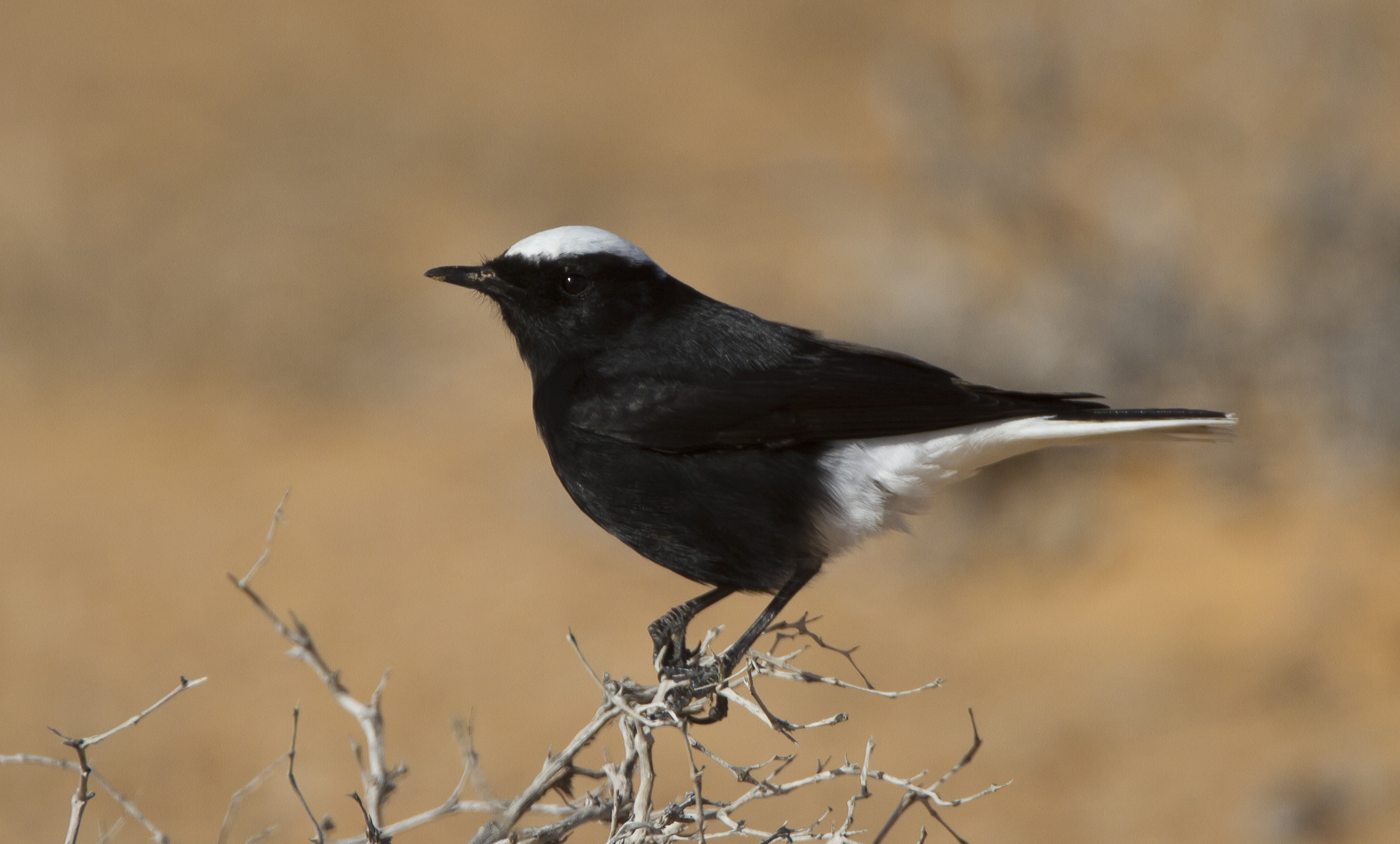 Monachella Bald Eagle
