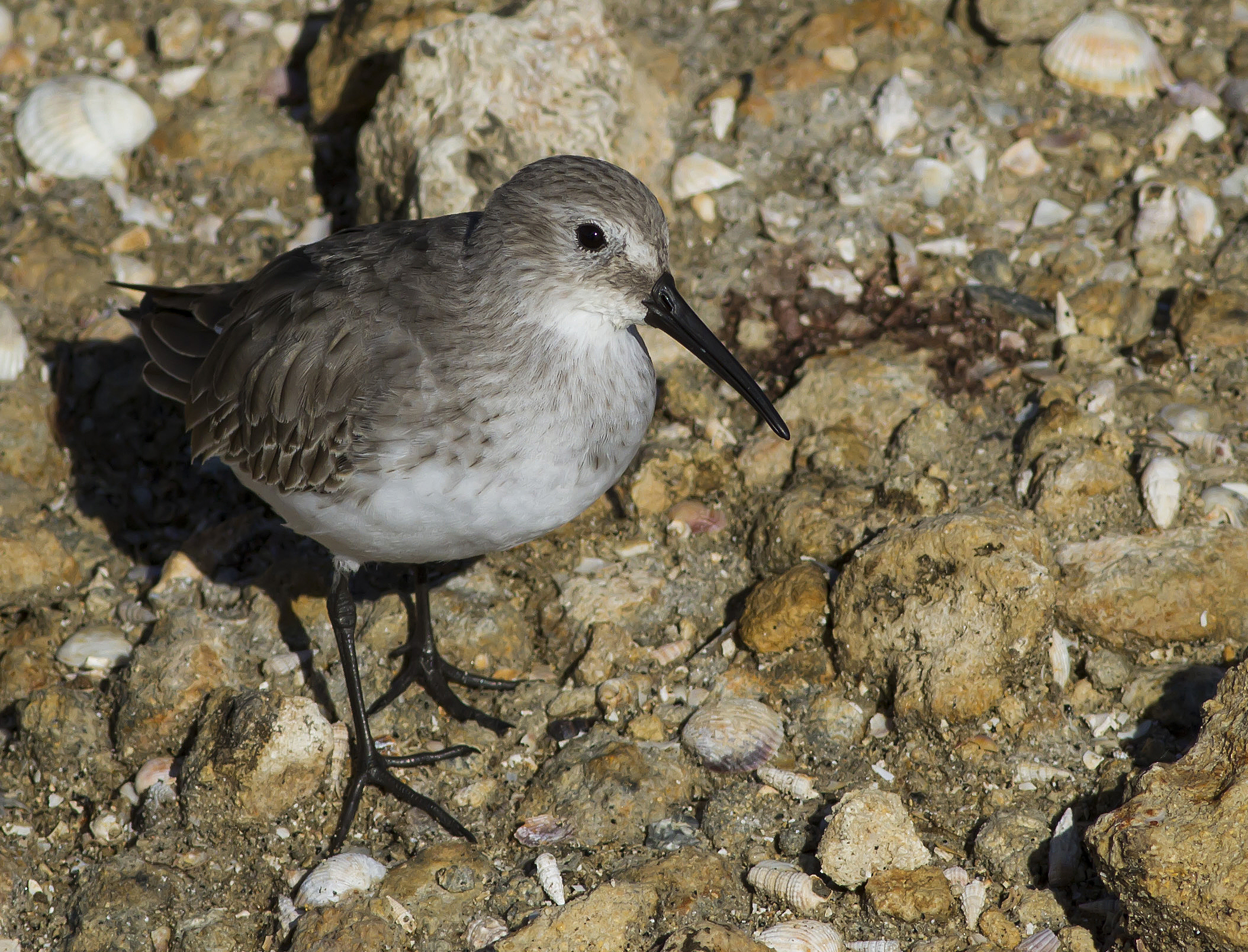 dunlin