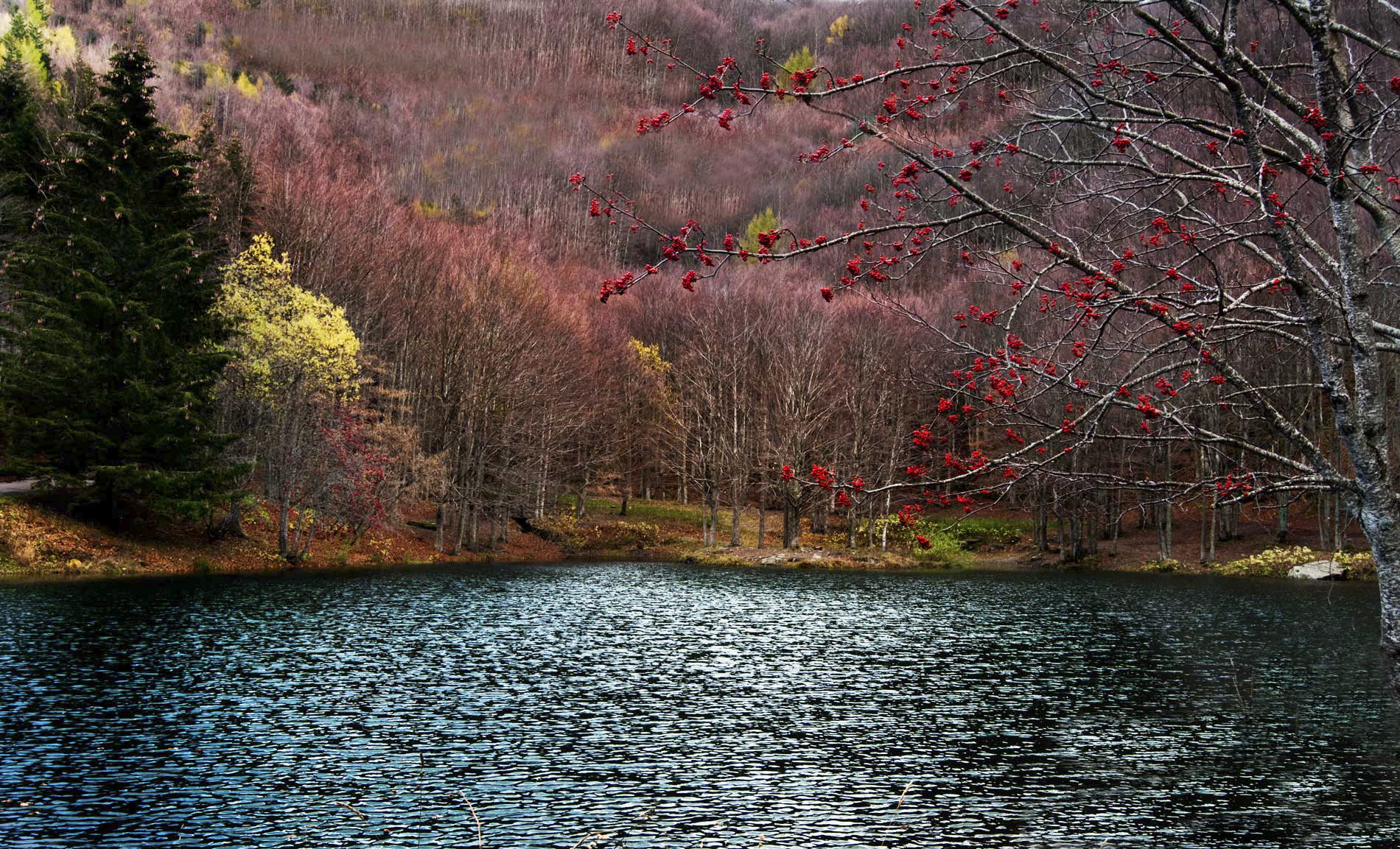 L'albero dai frutti rossi