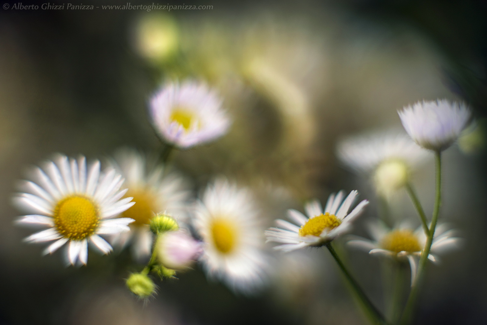 Pastellando with daisies