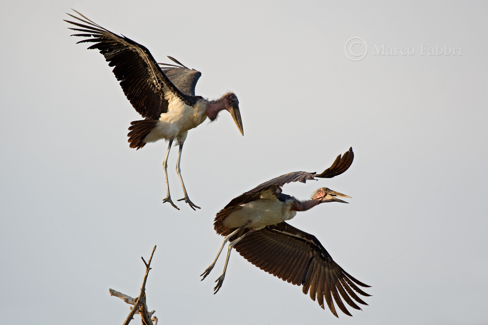 Disputes between Marabou