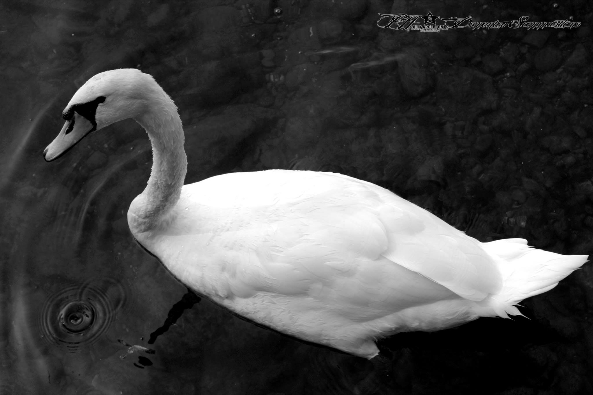 Swan - Lake Lugano