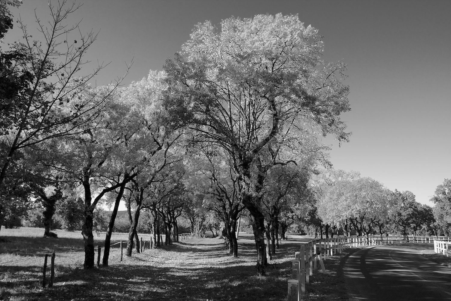 Autumn in black and white