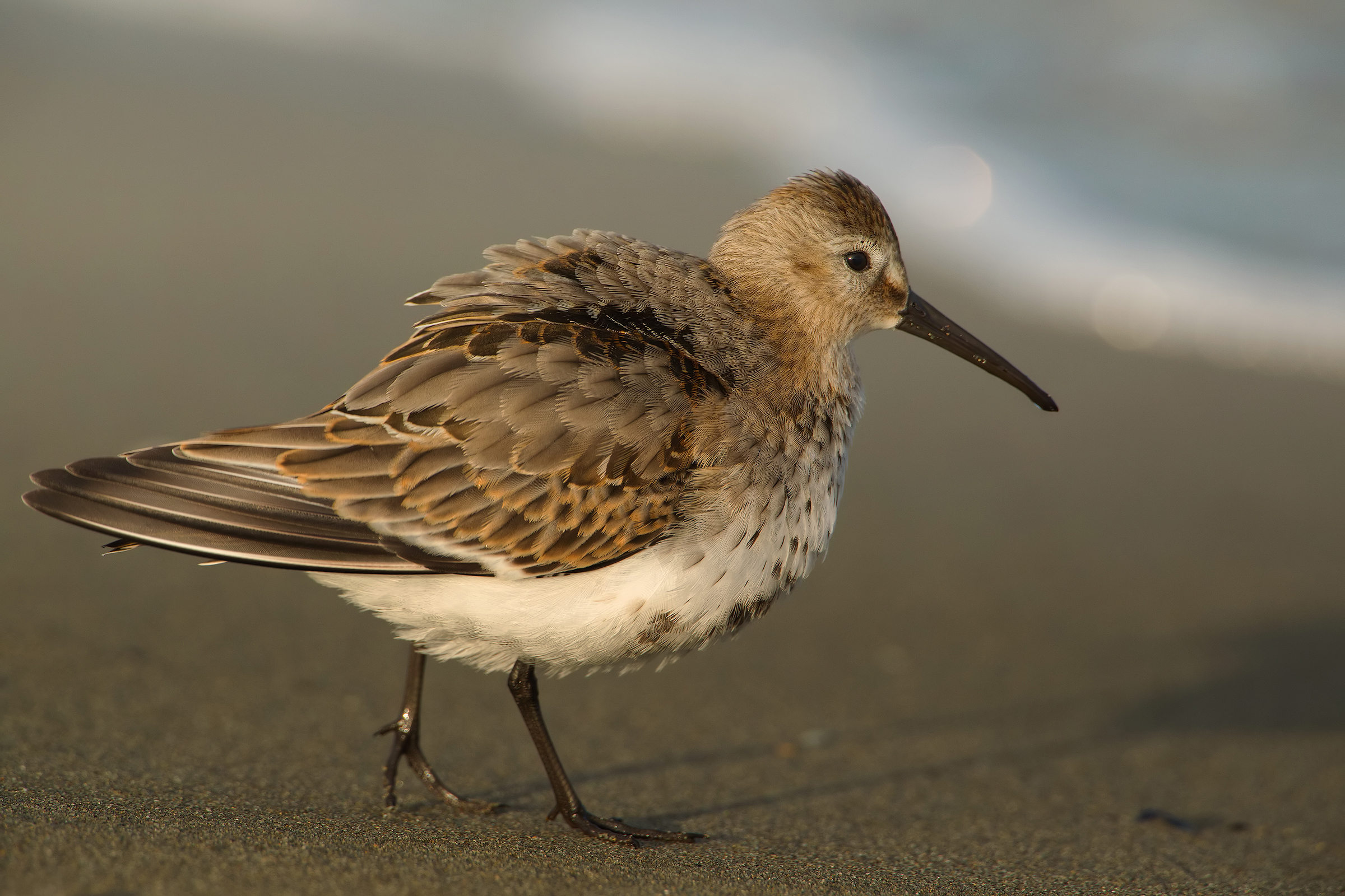 Dunlin