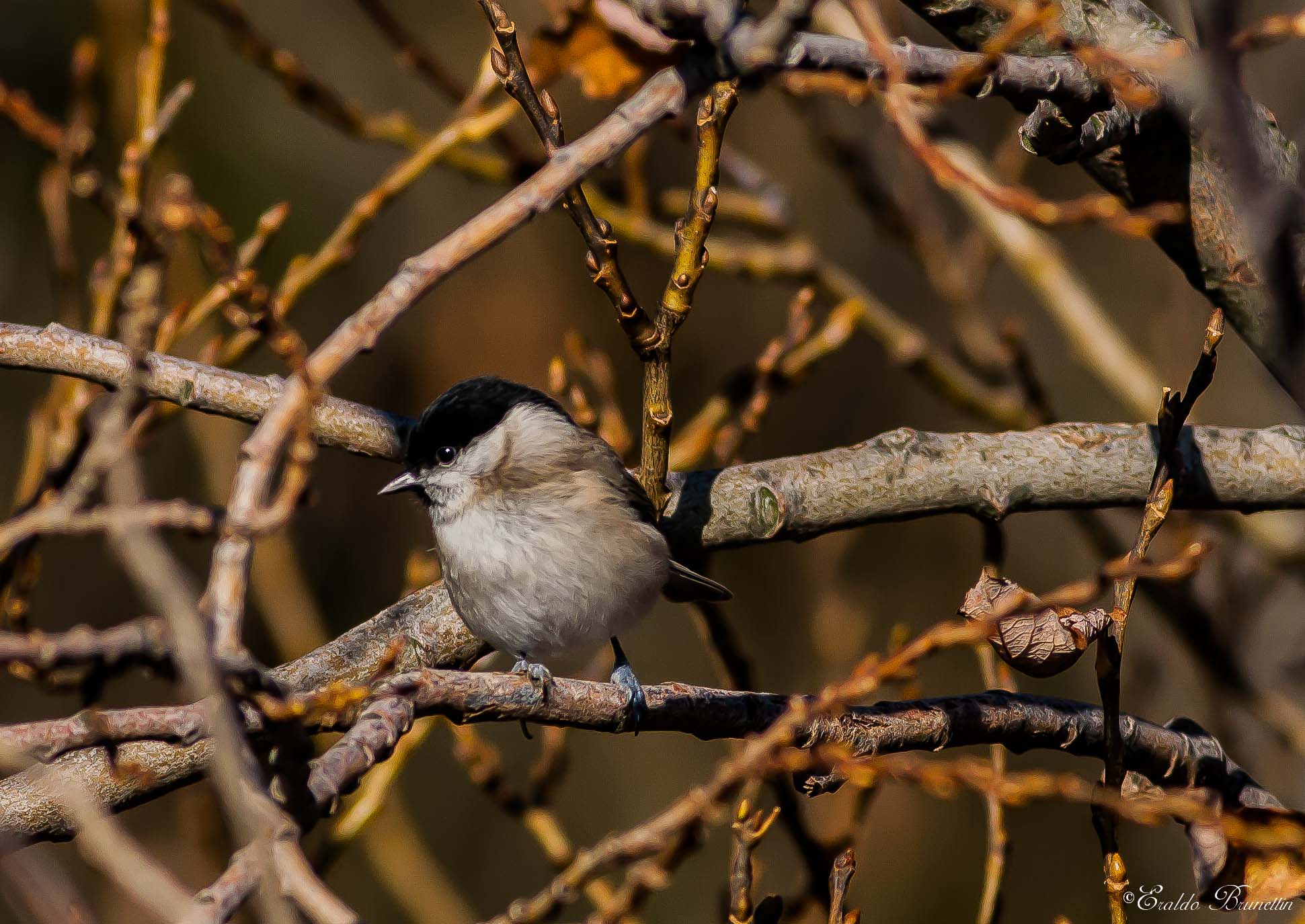 Willow Tit (Parus montanus)