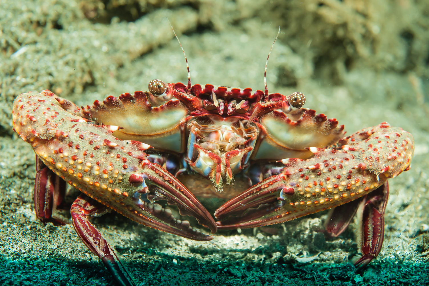 charybdis acutifrons