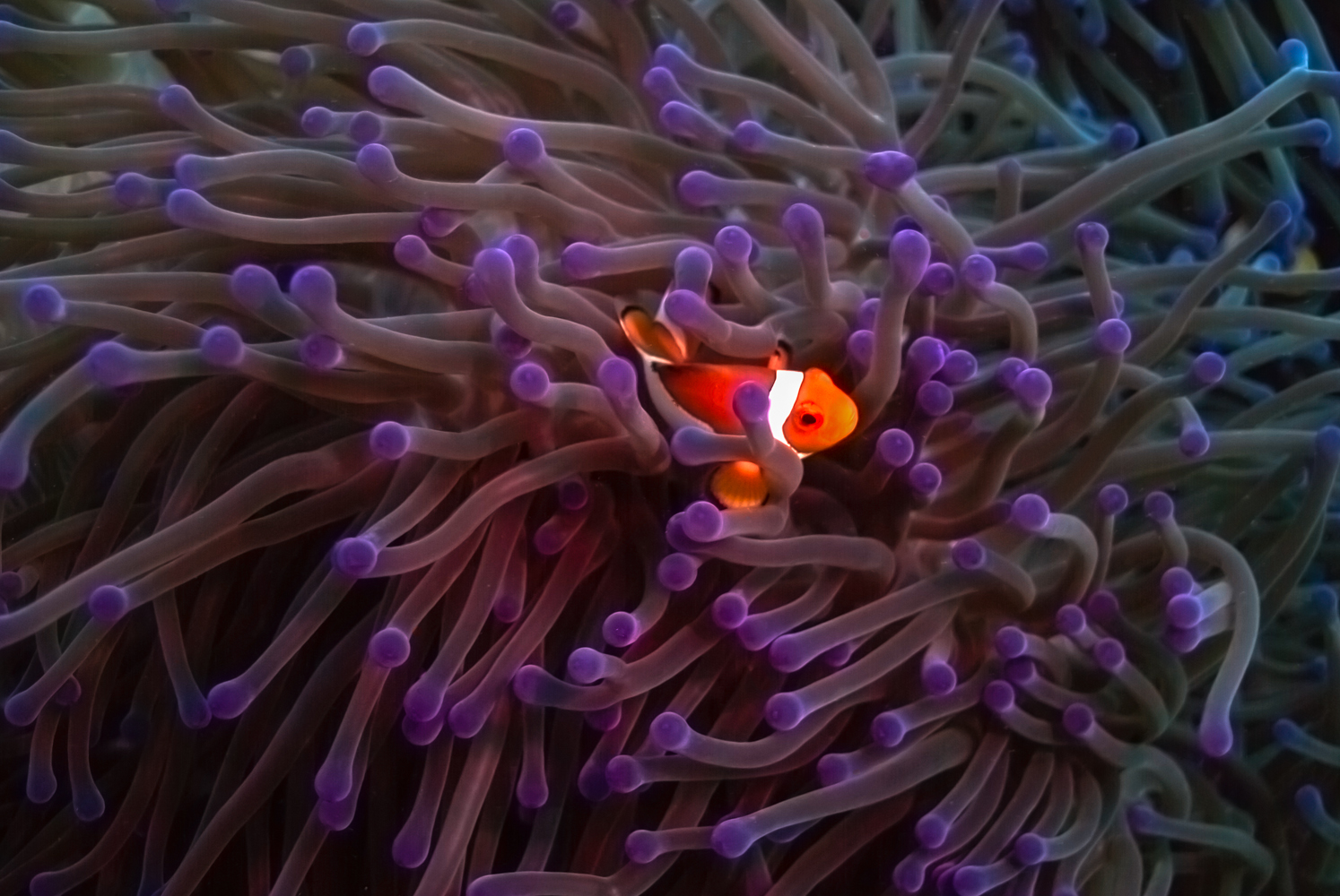 amphiprion ocellaris