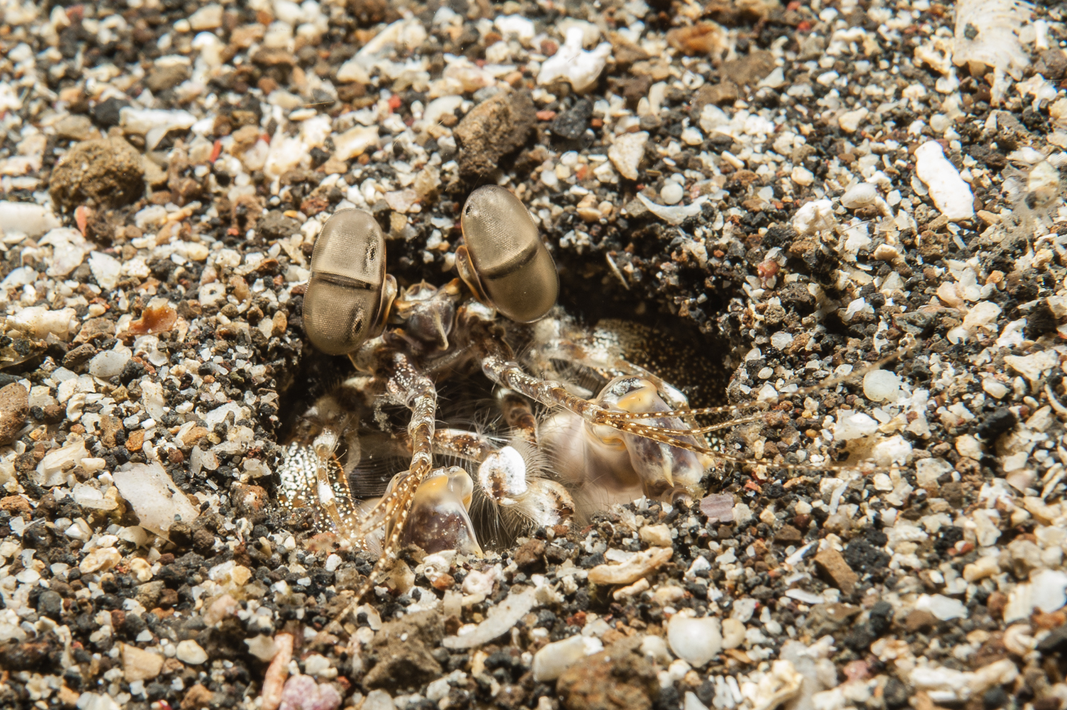 lysiosquilla tredecimdentata