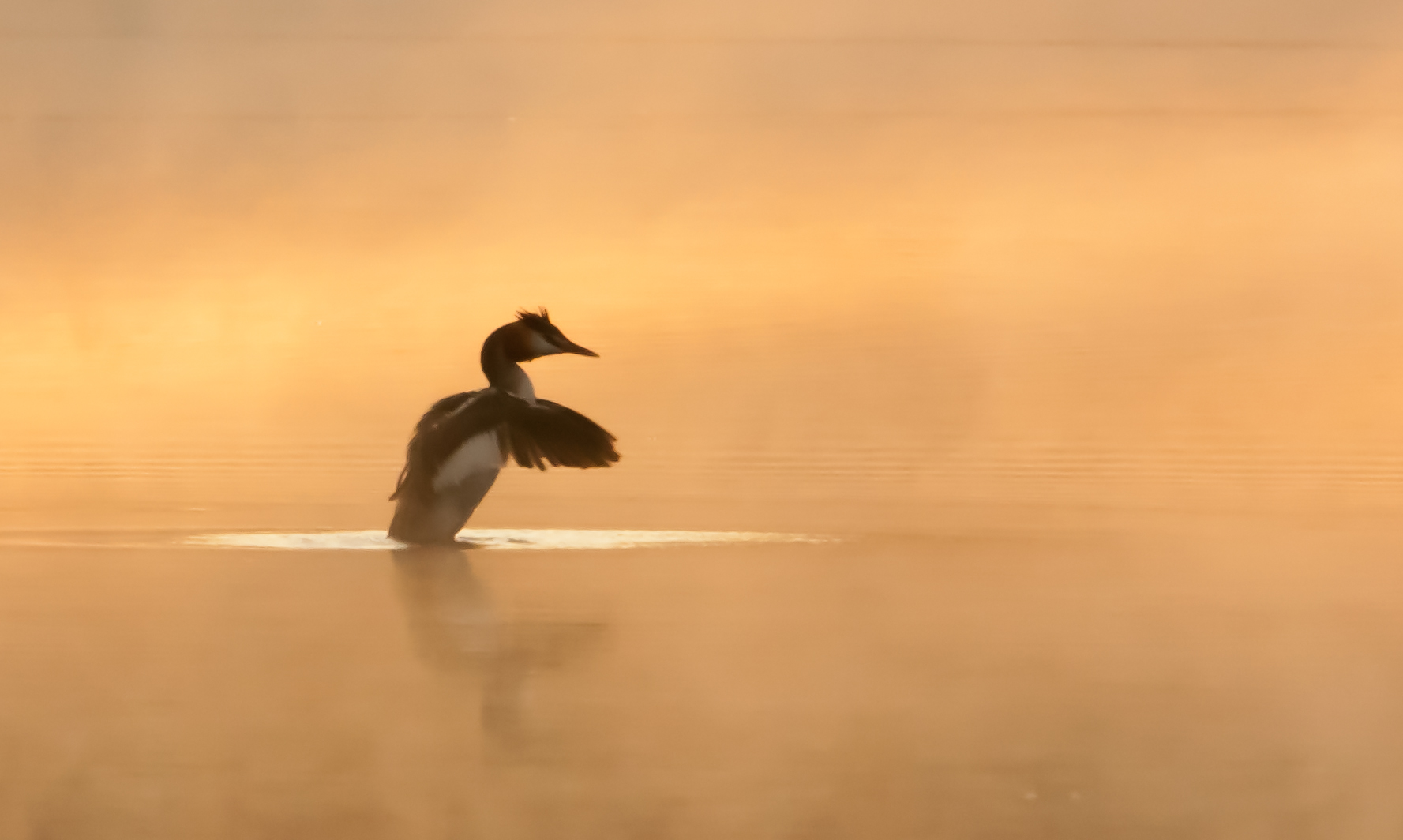 Grebe morning