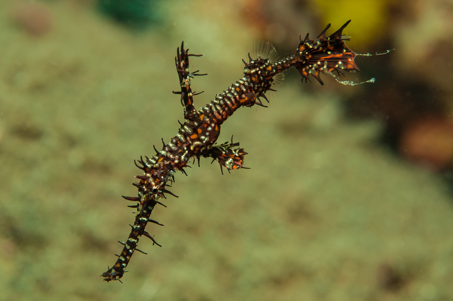 Solenostomus paradoxus