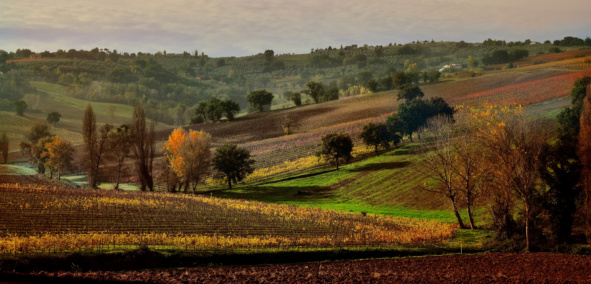 Vineyards in autumn in Umbria