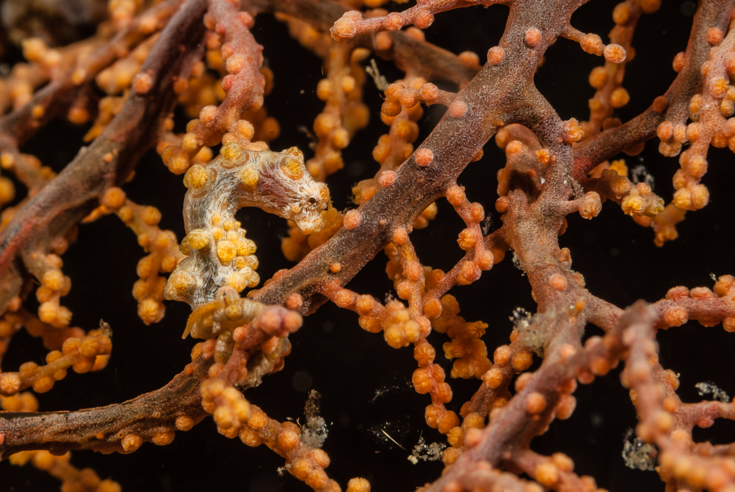 hippocampus bargibanti