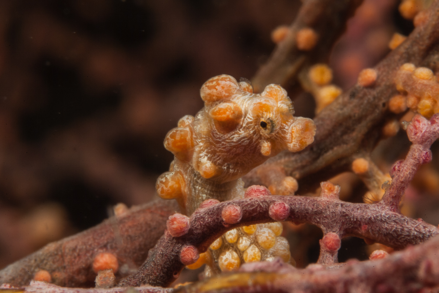 hippocampus bargibanti