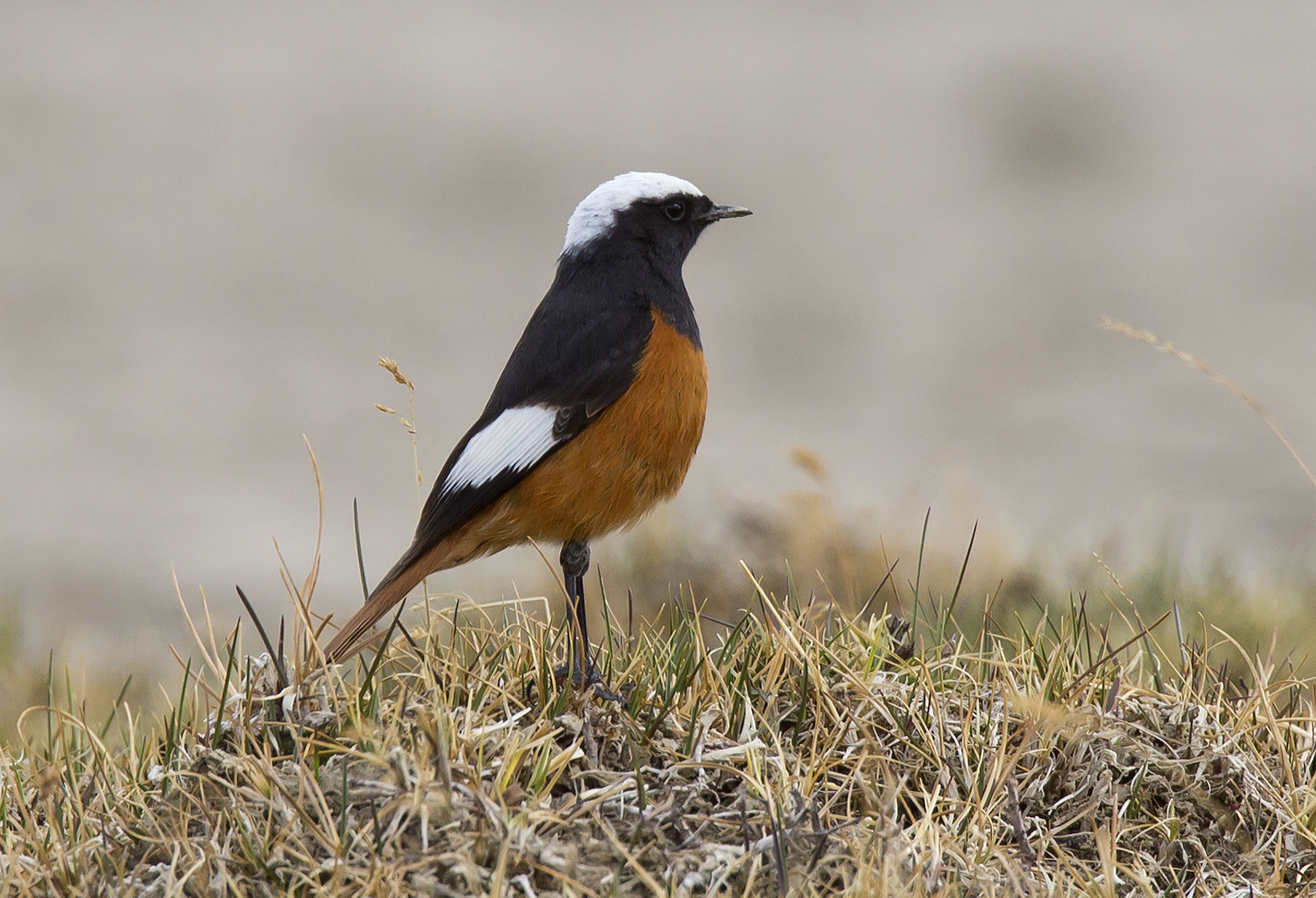 Codirosso di Guldenstadt
